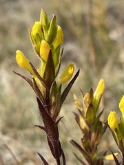 Orthocarpus luteus
