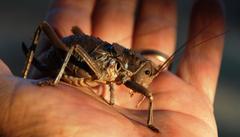 Hetrodes pupus pupus