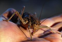 Hetrodes pupus pupus