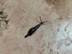 Cambodiparmarion doroshenkoi