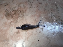 Cambodiparmarion doroshenkoi