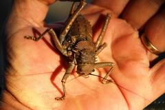 Hetrodes pupus pupus