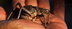 Hetrodes pupus pupus