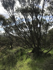 Eucalyptus foecunda