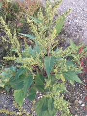 Cyclachaena xanthiifolia