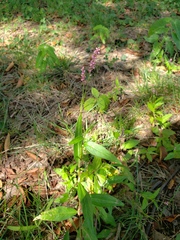 Persicaria