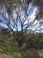 Eucalyptus foecunda