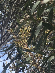Eucalyptus foecunda