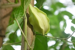 Gonolobus stenosepalus