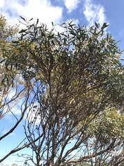 Eucalyptus foecunda