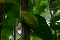 Gonolobus stenosepalus