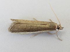 Barberia affinitella