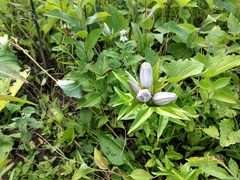 Gentiana × pallidocyanea