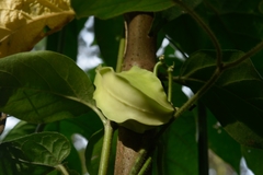 Gonolobus stenosepalus