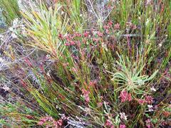Erica corifolia bracteata