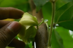 Gonolobus stenosepalus