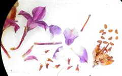 Erica corifolia bracteata