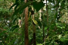 Gonolobus stenosepalus