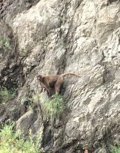 Southern Gelada