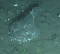 Hemitripterus bolini