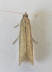 Barberia affinitella