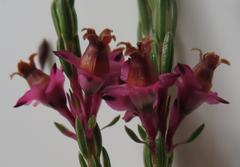 Erica corifolia bracteata