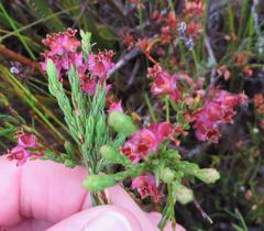 Erica corifolia bracteata