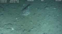 Hemitripterus bolini