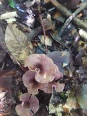 Trogia cantharelloides