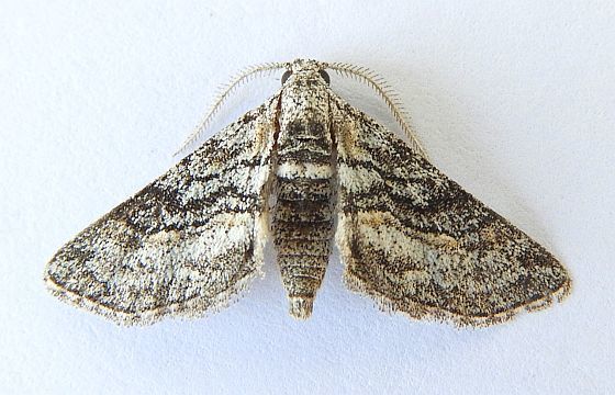 Ocotillo Moth
