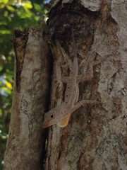 Anolis stratulus