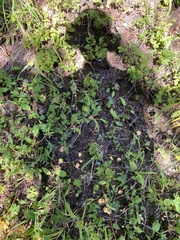 Cantharellus roseocanus