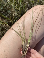 Festuca hallii
