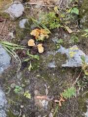 Cantharellus roseocanus