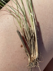 Festuca hallii