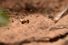 Pheidole tepicana