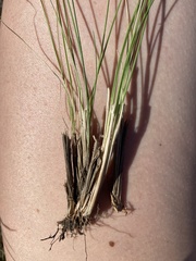 Festuca hallii