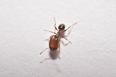 Pheidole tepicana