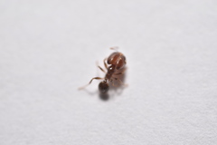 Pheidole tepicana