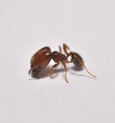 Pheidole tepicana