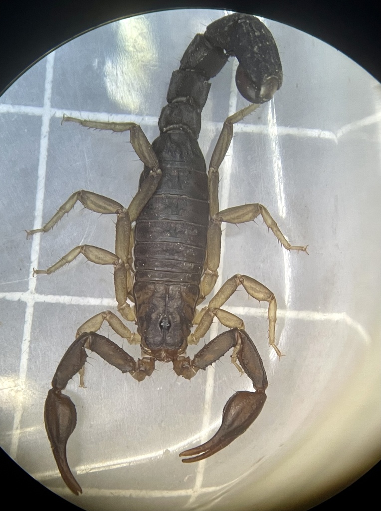 southern unstriped scorpion