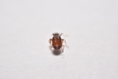 Pheidole tepicana