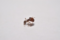 Pheidole tepicana