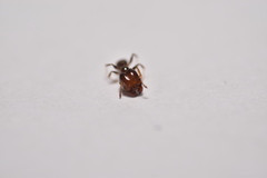 Pheidole tepicana