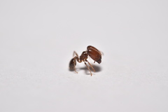 Pheidole tepicana