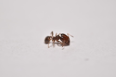 Pheidole tepicana