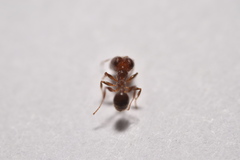 Pheidole tepicana