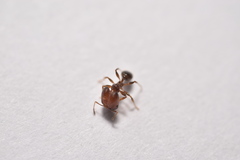 Pheidole tepicana