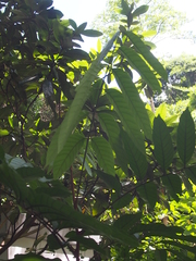 Dysoxylum hongkongense