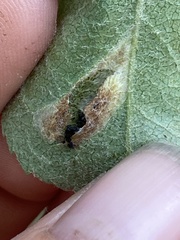 Phyllonorycter blancardella group